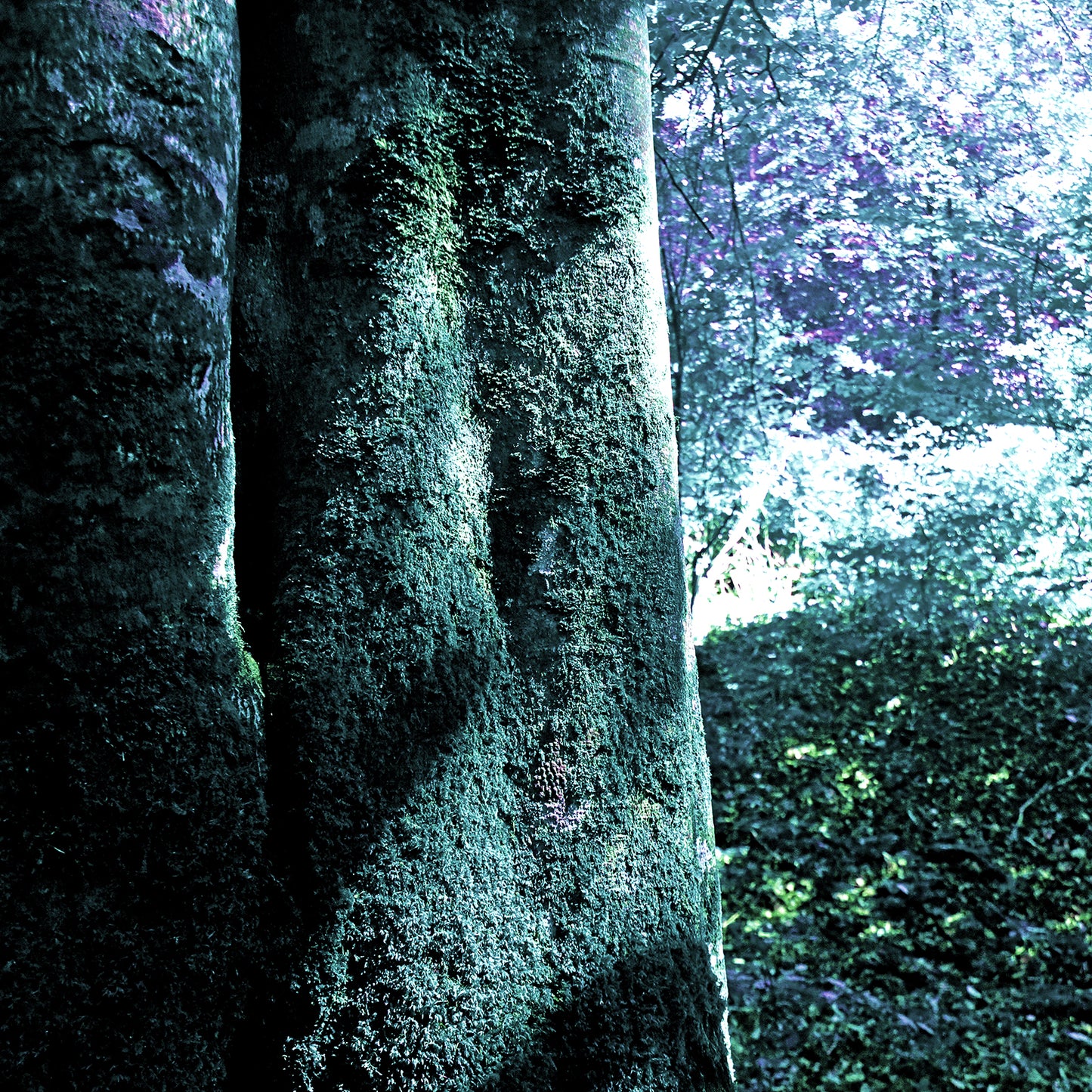 Bosco 2