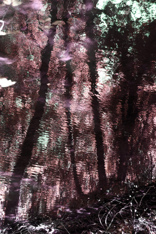 Bosco 2