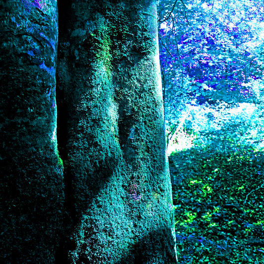 Woods
