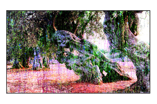 Olive tree 2
