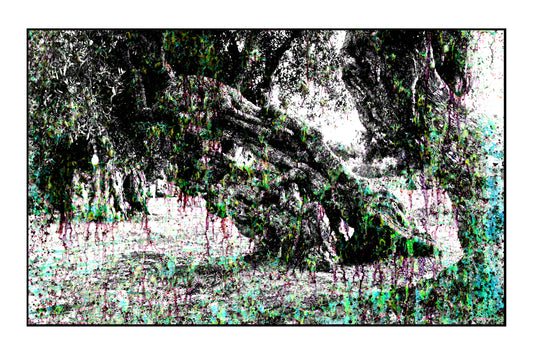 Olive tree 3